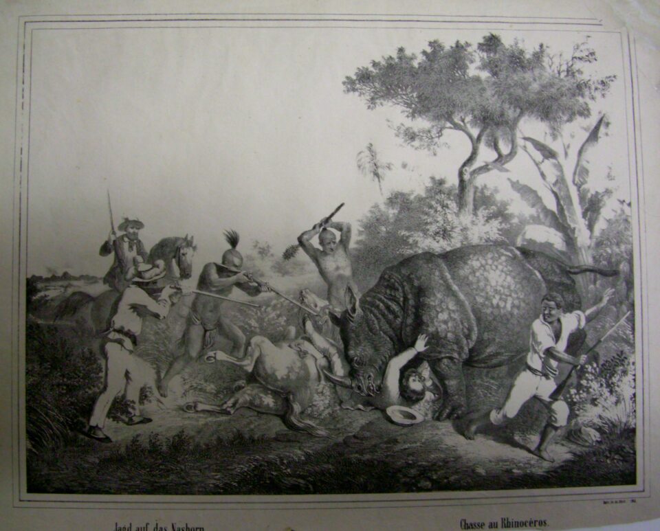 Jagd auf das Nashorn