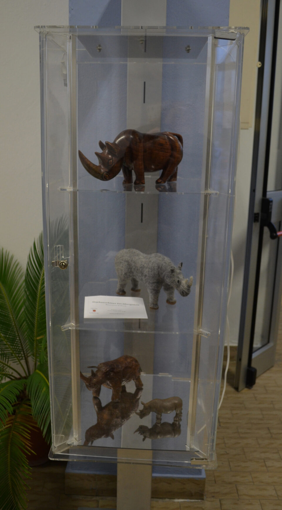 Rhinoceroses in the S. Daniele Po Palaeontological Museum (Italy)