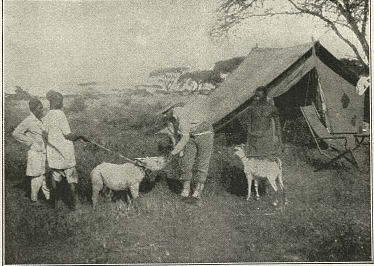 Tame rhinos in Tanzania