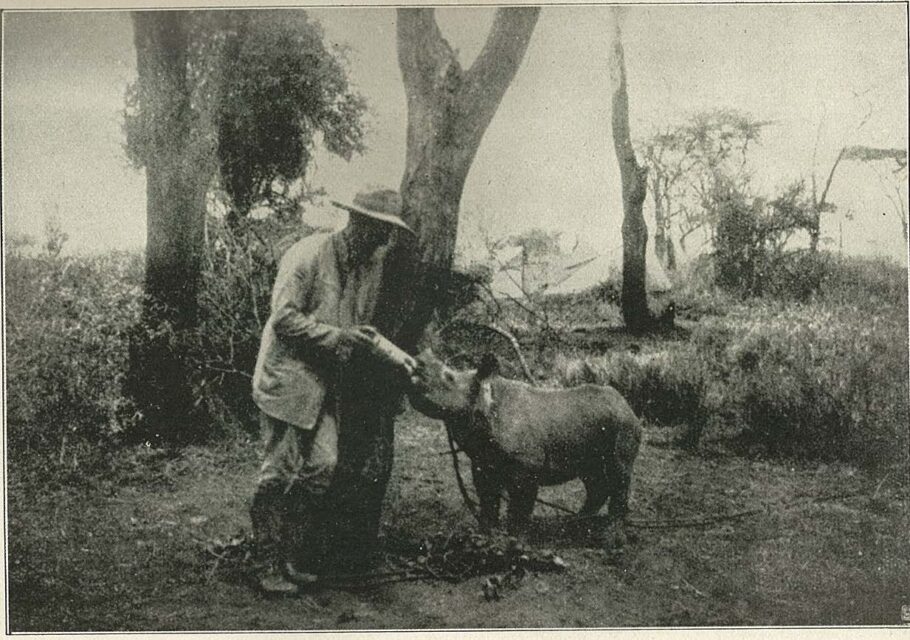 Schillings – tame thino