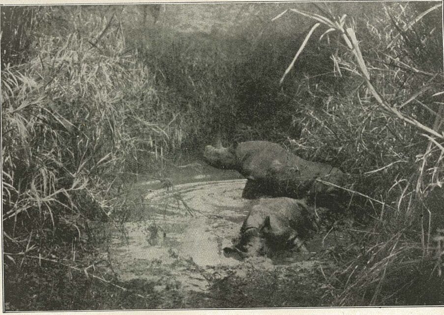 Schillings in East Africa