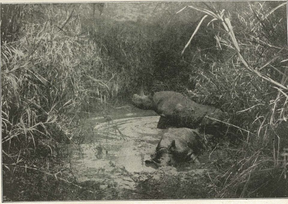 Schillings in East Africa