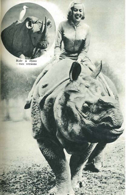 Ride a rhino