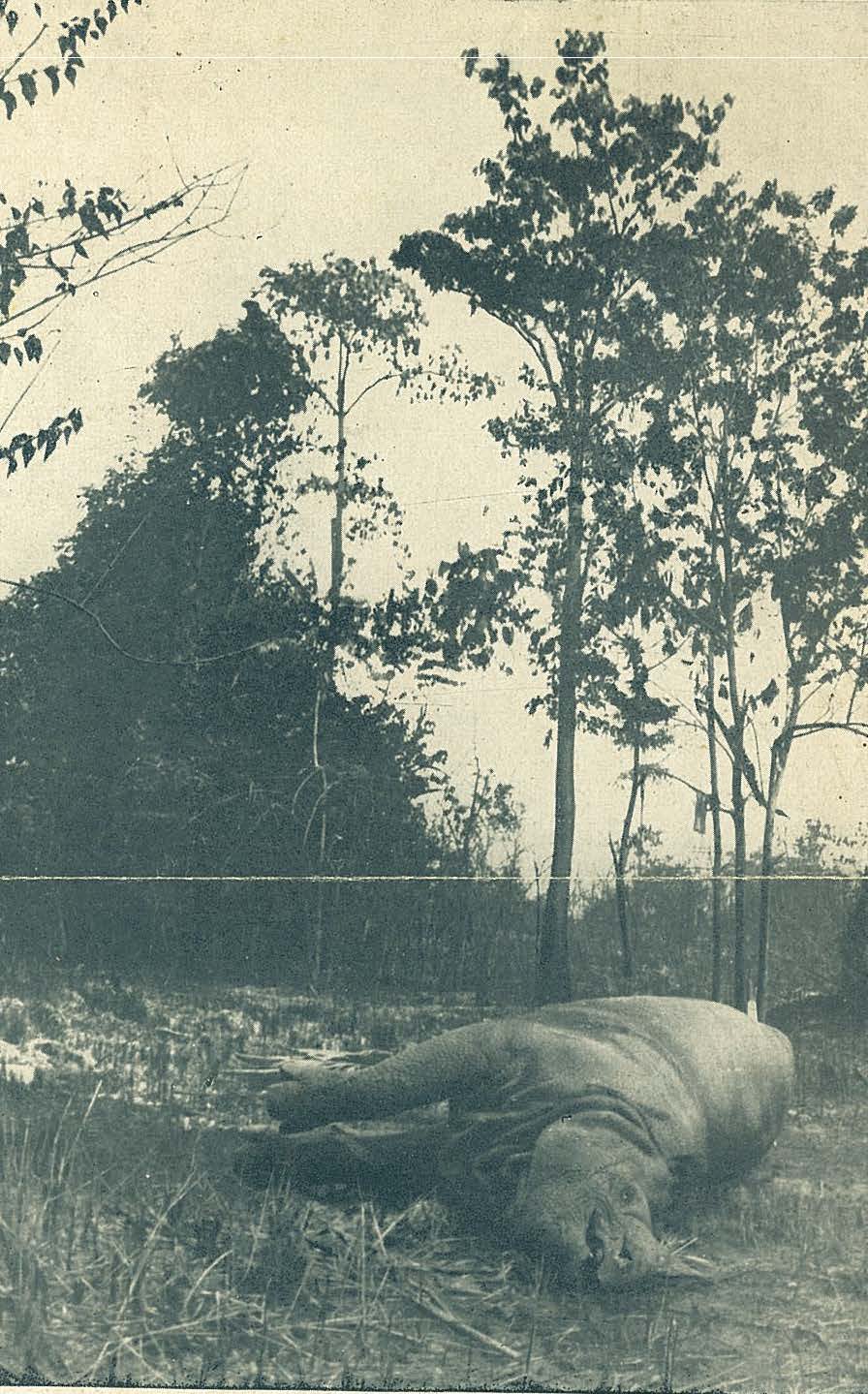 Javan rhino shot in Sumatra