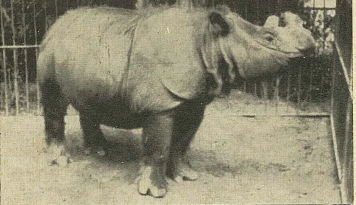 Copenhagen Zoo “Subur”