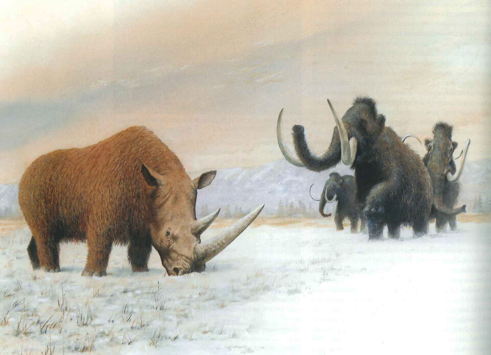 Coelodonta antiquitatis (Blum.) with mammoths