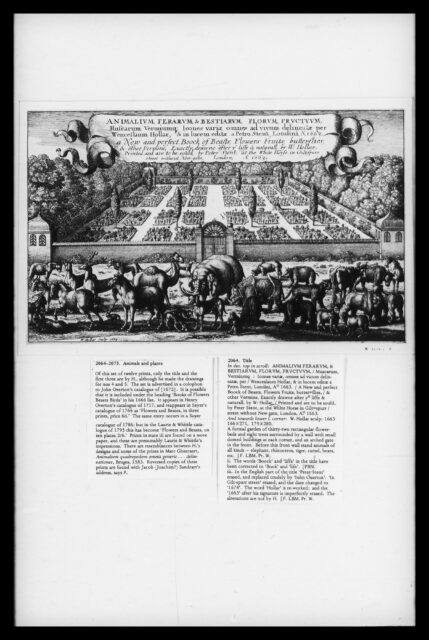 Hollar Animalium Ferarum