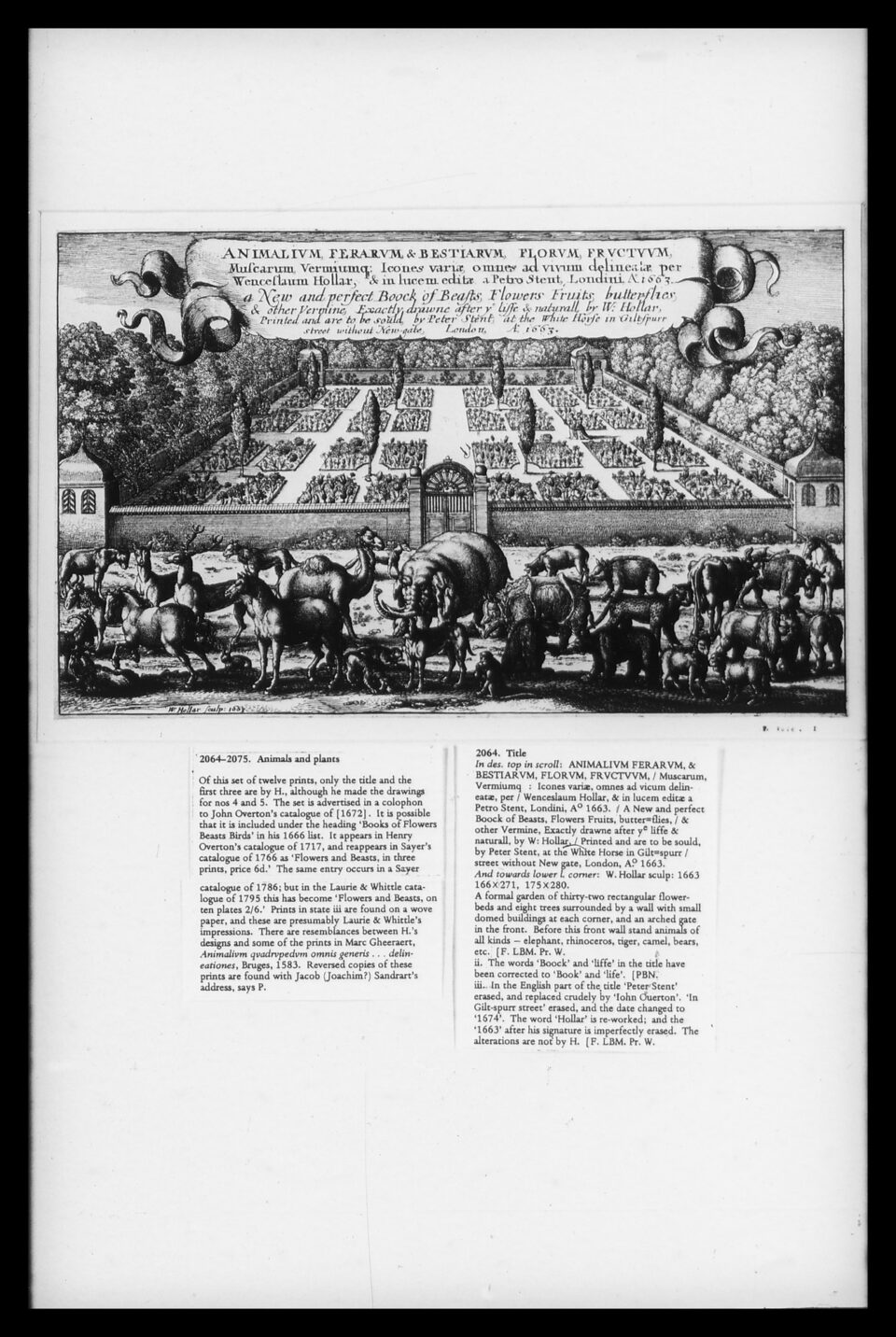 Hollar Animalium Ferarum