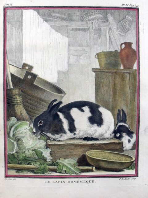 A domestic rabbit by de Seve