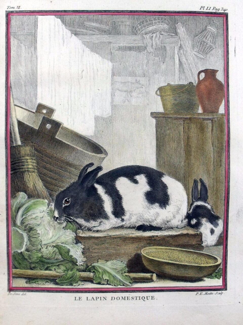A domestic rabbit by de Seve