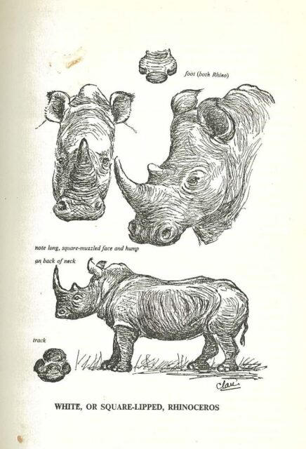 Astley Maberly, White rhinoceros.