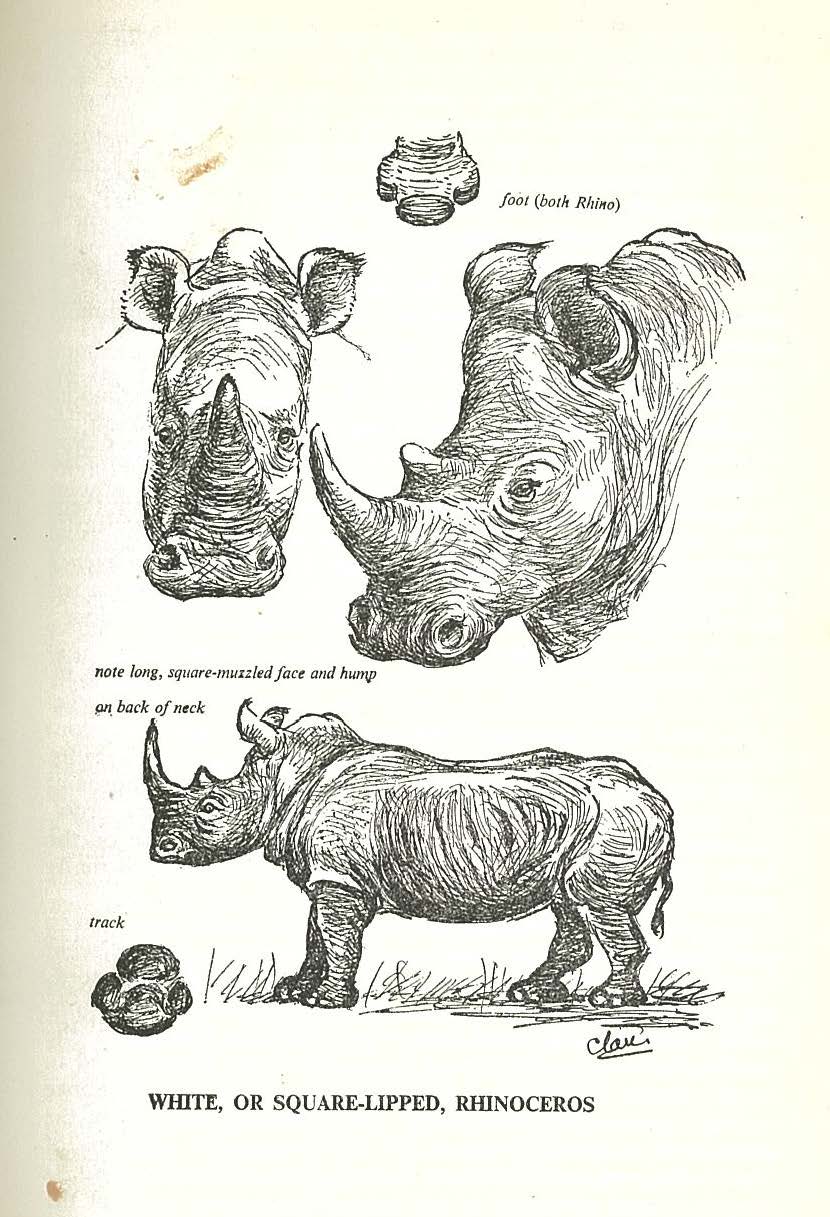 Astley Maberly, White rhinoceros.