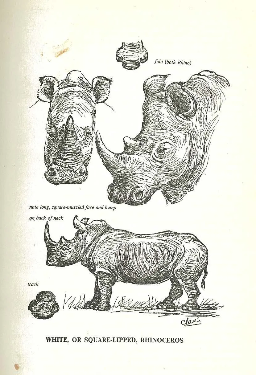 Astley Maberly, White rhinoceros.