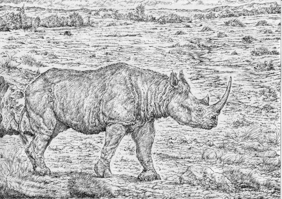 Stephanorhinus hemitoechus (Falconer) and its habitat