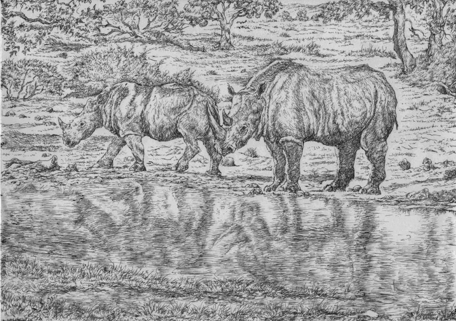 Ceratotherium neumayri (Osborn) and its habitat