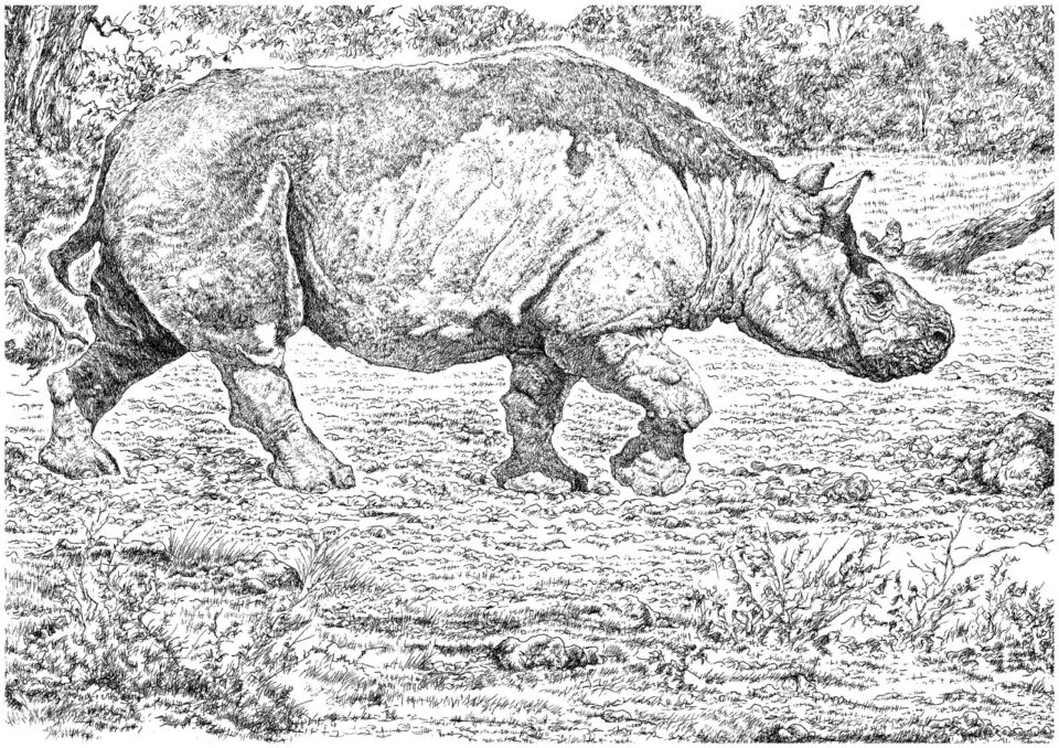 Brachypotherium lewisi Hooijer & Patterson 1972 and its habitat