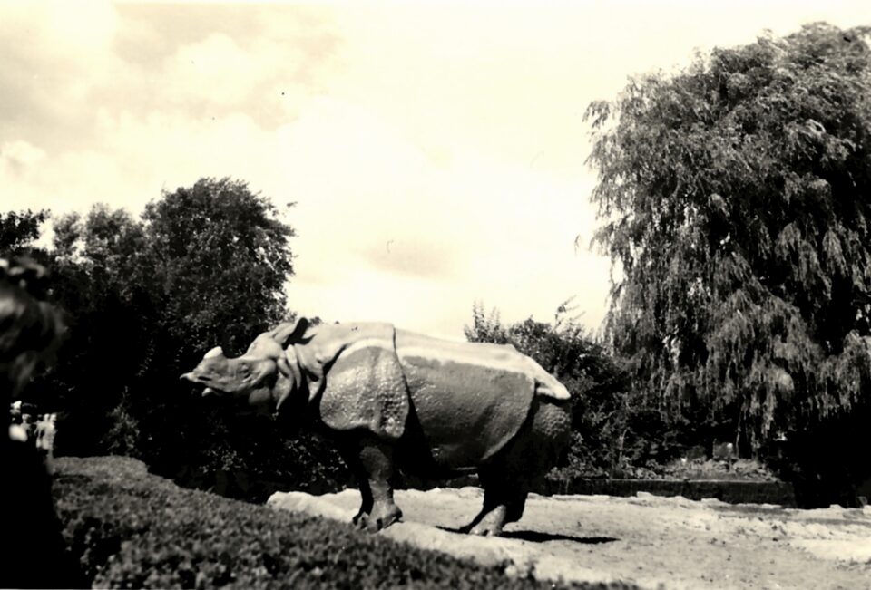 Hagenbeck 1950