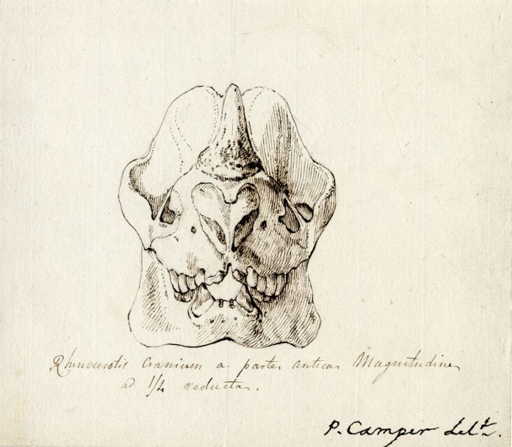 Camper skull sent to Blumenbach