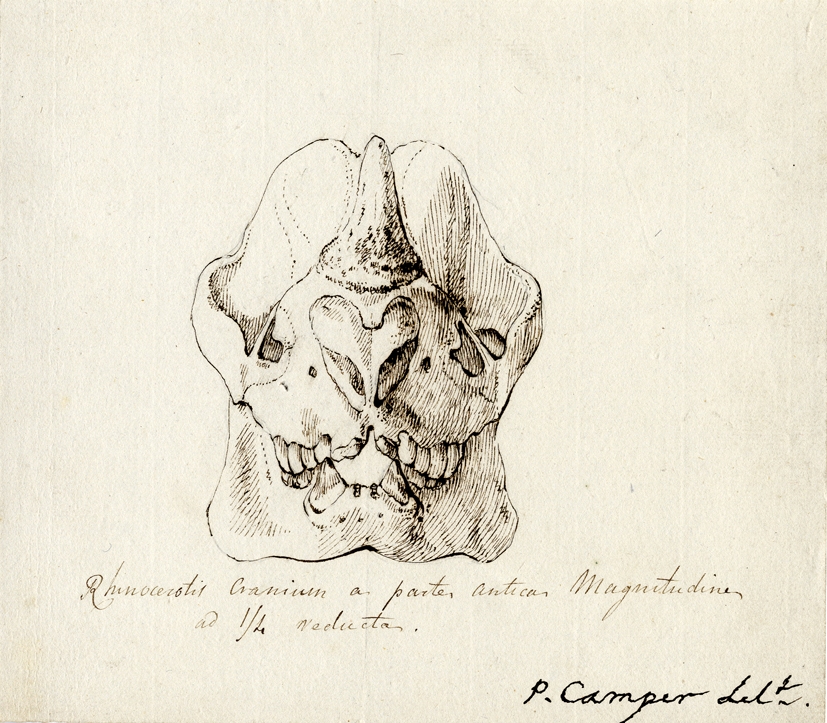 Camper skull sent to Blumenbach