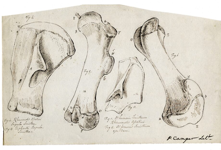 Camper drawing of bones