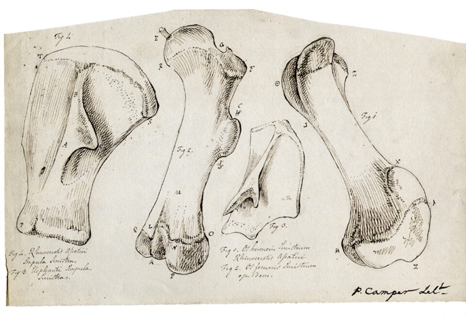 Camper drawing of bones