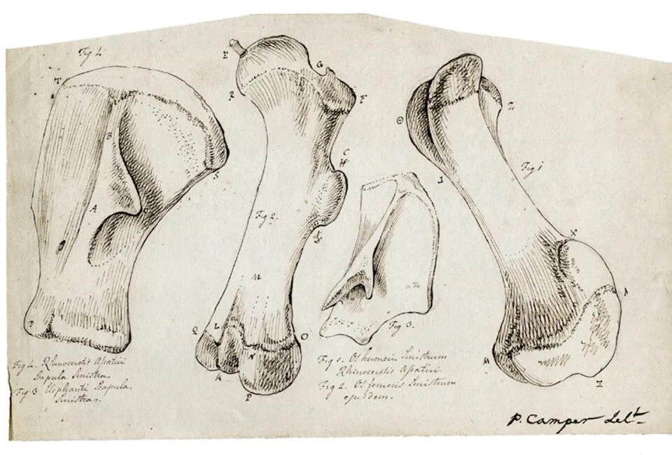 Camper drawing of bones