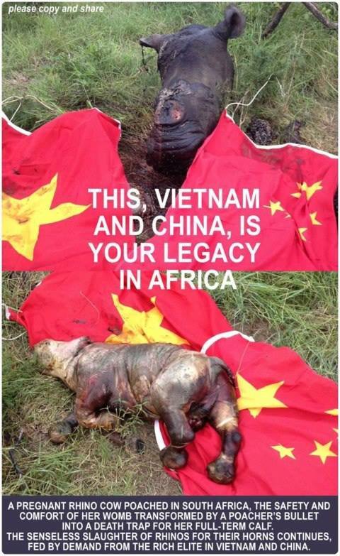 Save the rhinoceroses