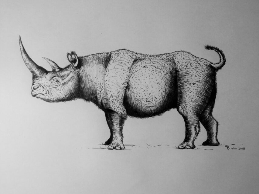 Stephanorhinus kirchbergensis (Jäger) reconstruction