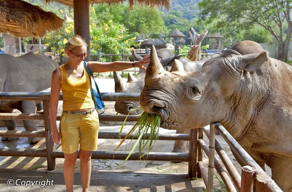 rhino様 A white rhinoceros at the Chiang Mai zoo (Thailand) — Rhino