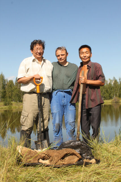 Coelodonta antiquitatis (Blum.) skull from Yakutya
