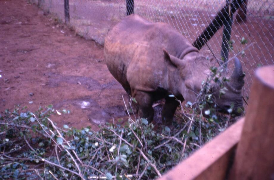 Nairobi Animal Orphanage 1968