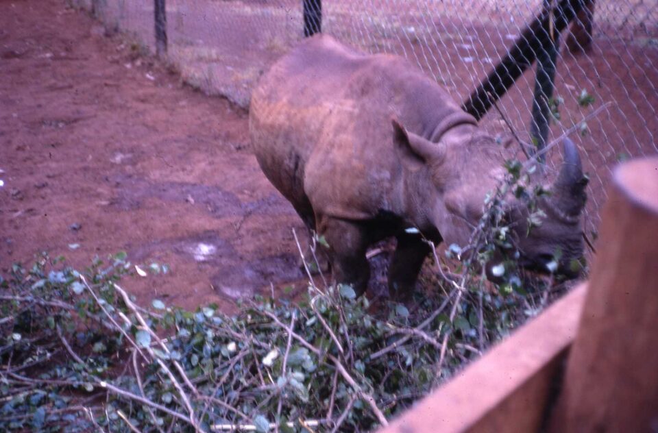 Nairobi Animal Orphanage 1968