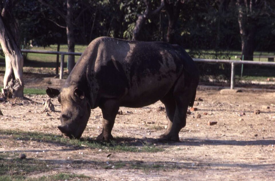 Delhi Zoo 1987