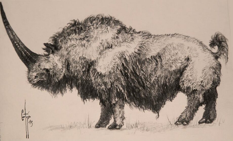 Reconstruction of Elasmotherium (Fischer) after M. Fernández Cortés
