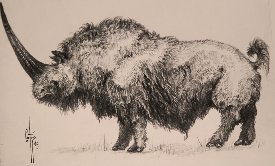 Reconstruction of Elasmotherium (Fischer) after M. Fernández Cortés