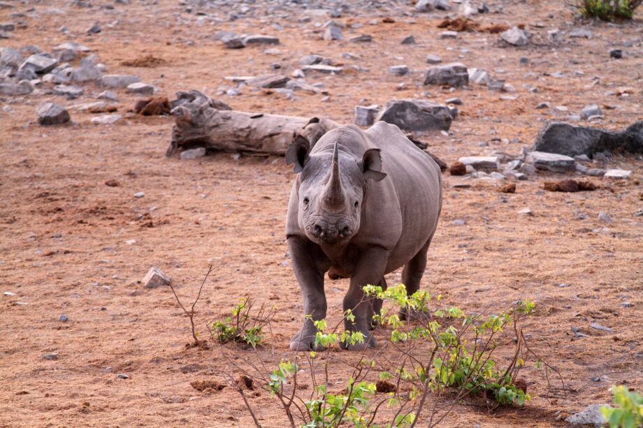 Black rhinoceros in the Etosha National Park, Namibia