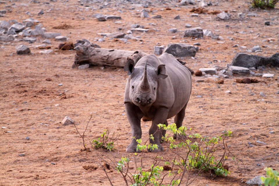 Black rhinoceros in the Etosha National Park, Namibia
