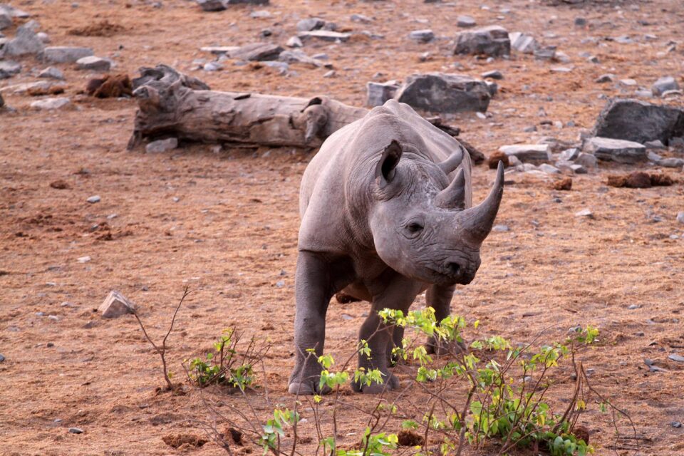 Black rhinoceros in the Etosha National Park, Namibia