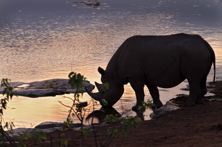 Black rhinoceros in the Etosha National Park, Namibia