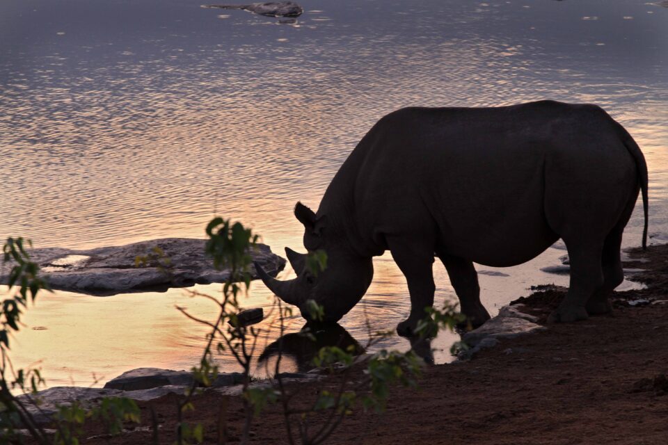 Black rhinoceros in the Etosha National Park, Namibia