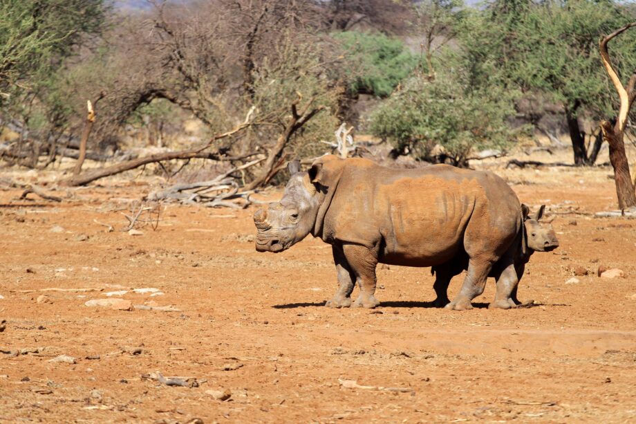White rhinoceroses in the Erindi Private Game Reserve, Namibia