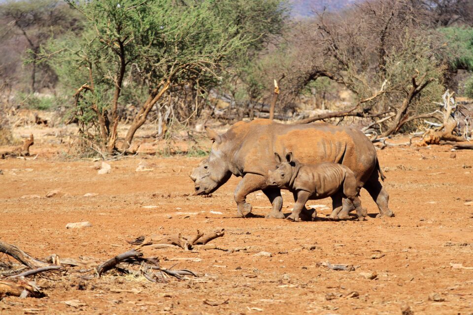 White rhinoceroses in the Erindi Private Game Reserve, Namibia
