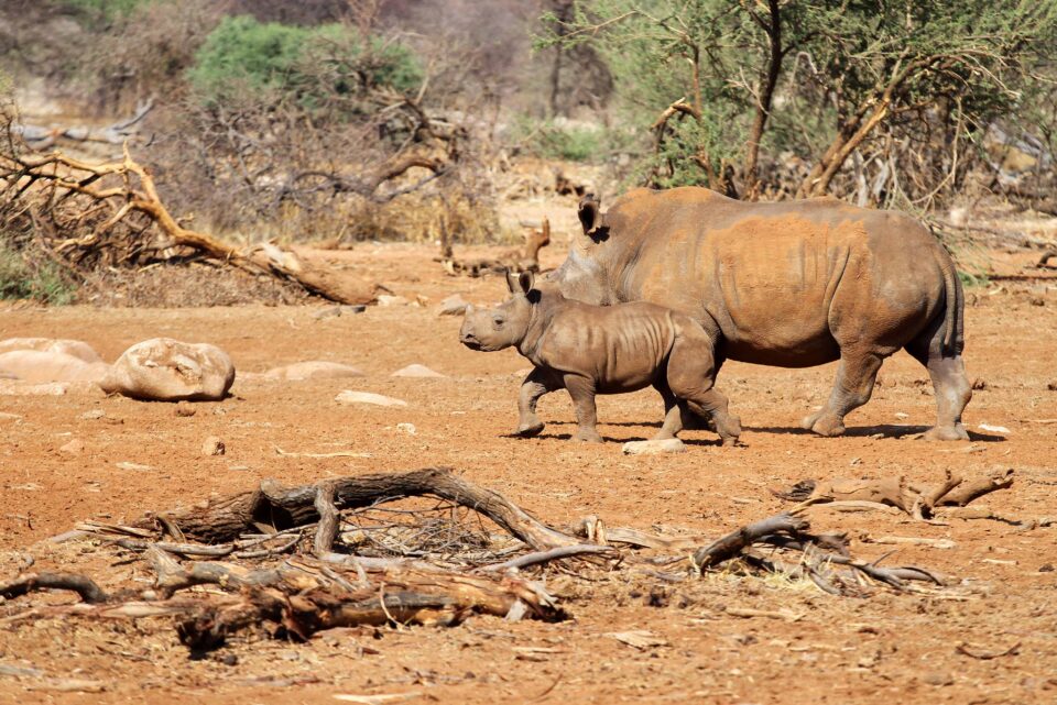 White rhinoceroses in the Erindi Private Game Reserve, Namibia