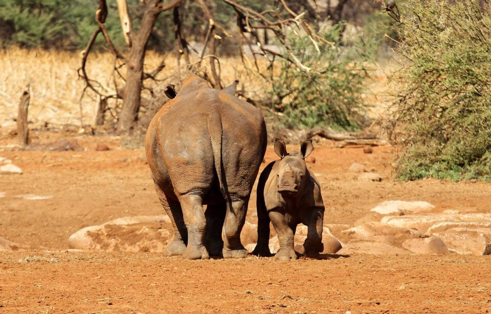 White rhinoceroses in the Erindi Private Game Reserve, Namibia
