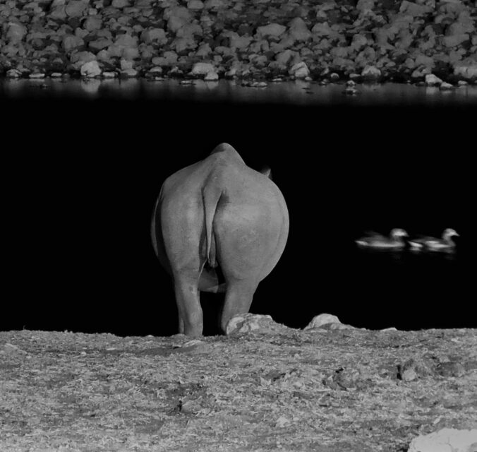 Black rhinoceros at Okaukuejio, Etosha National Park, Namibia