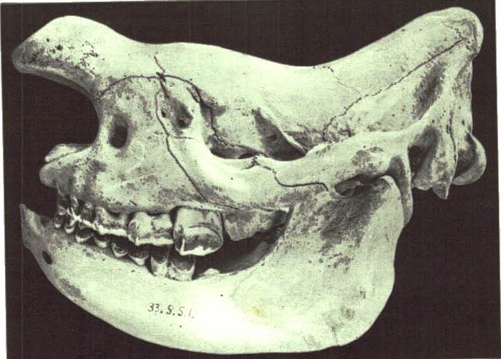 Diceros bicornis holmwoodi