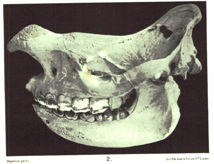 Diceros bicornis somaliensis