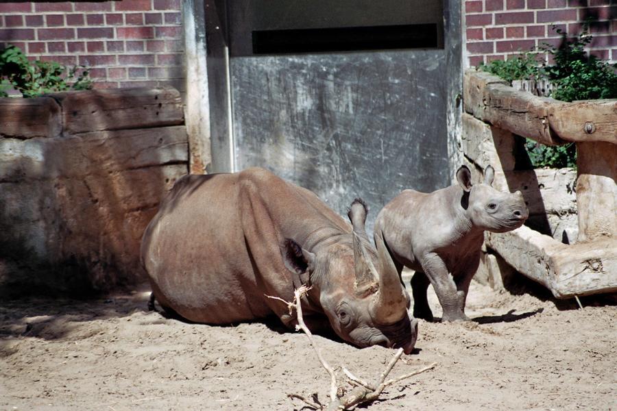 Berlin Zoo 2008 (546 + 1031)