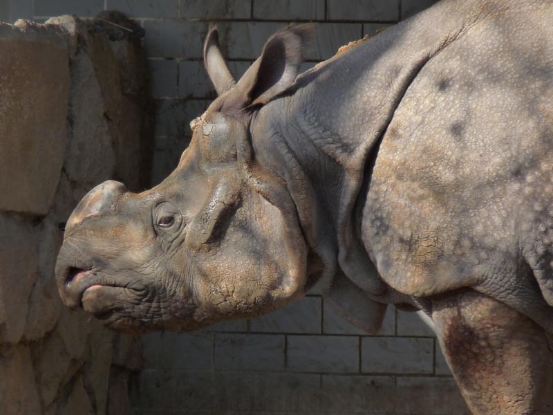 Berlin Zoo Yodha (132)