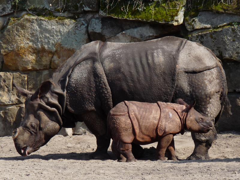 Berlin Zoo 2010 Jhansi and Tarun